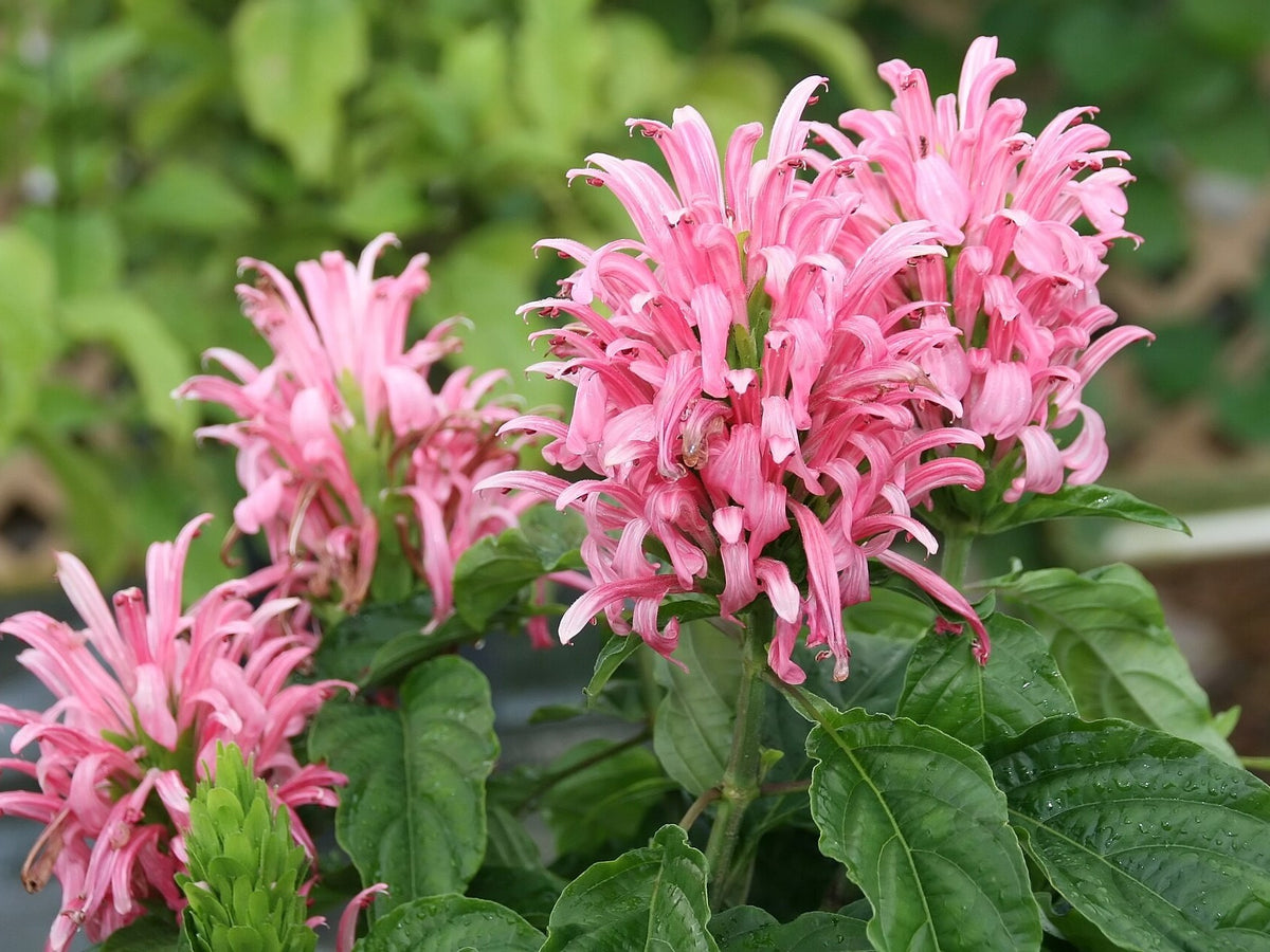 Justicia carnea 'Jacobina Pink' live plant for sale