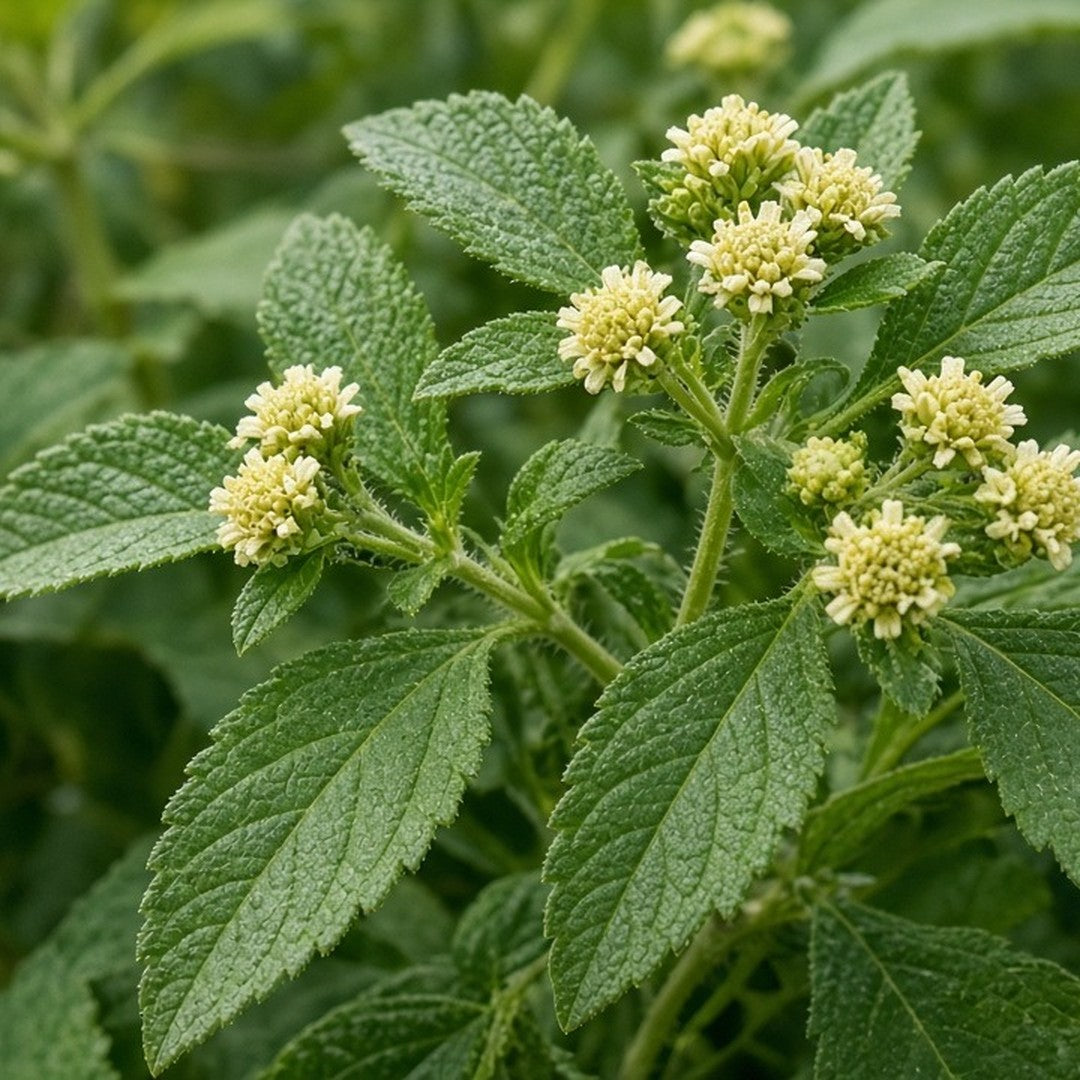 Mexican Dream Herb live plant ready to ship
