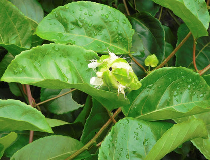 Jamaican Golden Passion Fruit live plant for sale