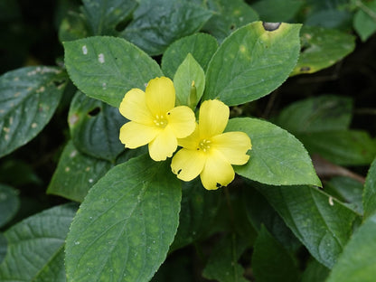 Turnera 'Sundrop' live plant for sale