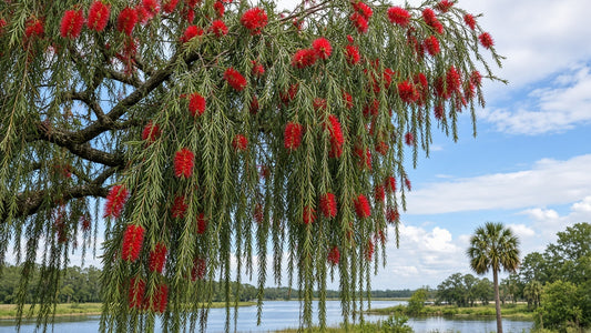 Weeping Bottlebrush (Callistemon viminalis) live plant for sale