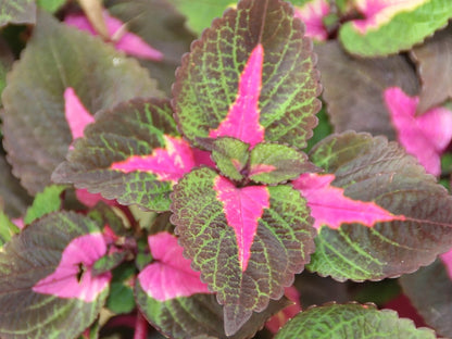 Coleus 'Carnival' live plant for sale