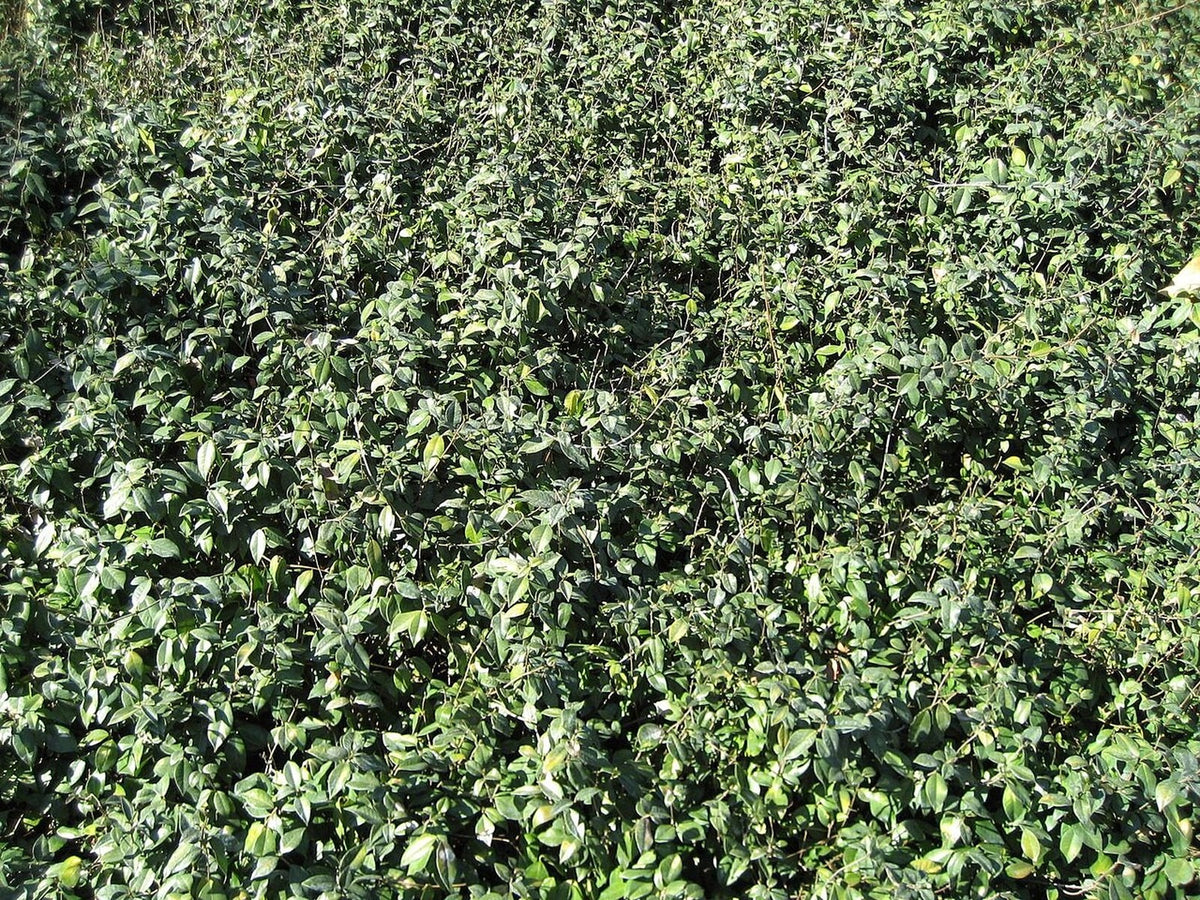 Asiatic Jasmine live plant pack of 2