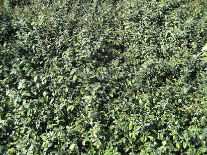 Asiatic Jasmine live plant pack of 2