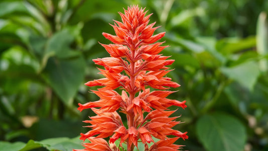 Clerodendrum 'StarShine Pagoda' live plant for sale