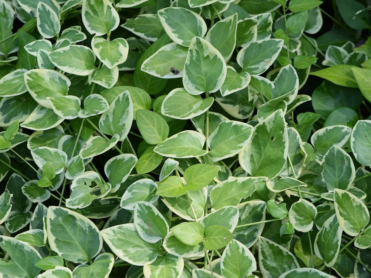 Vinca 'Mojo Variegated' live plant pack of 2