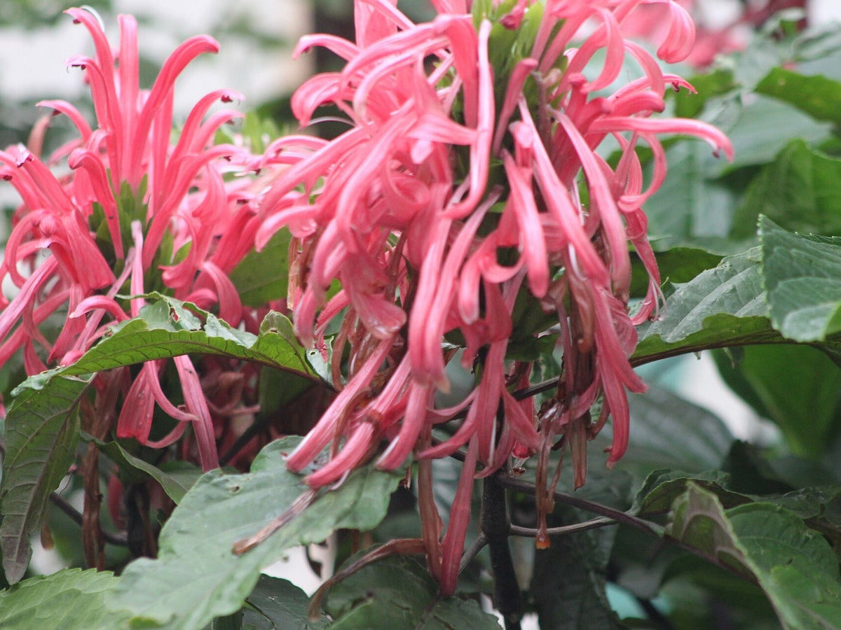 Justicia carnea 'Jacobina Pink' live plant from Florida Plants Nursery