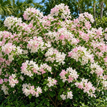 Bougainvillea 'Thai Delight' bare-root starter plant