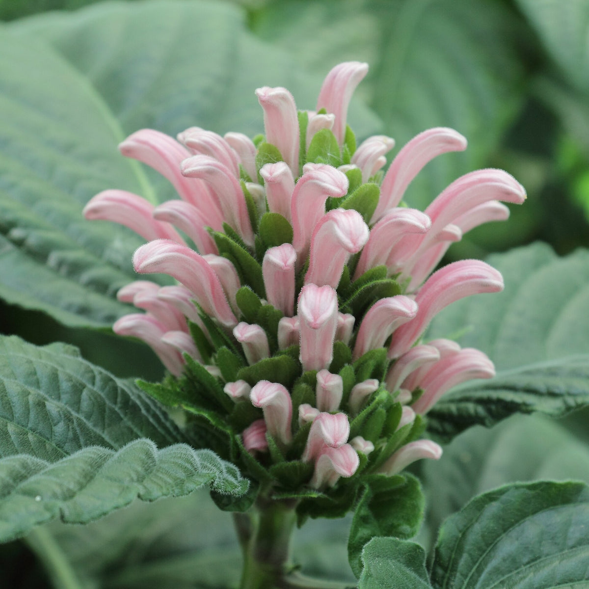Justicia carnea 'Jacobina Pink' live plant pack of 2