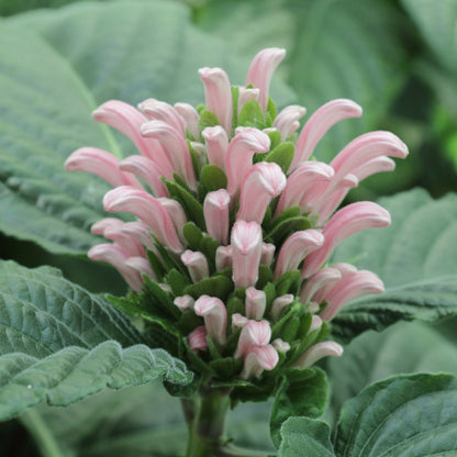 Justicia carnea 'Jacobina Pink' live plant pack of 2