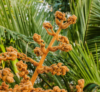 Japanese Loquat (Eriobotrya japonica) live plant from Florida Plants Nursery