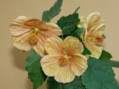 Abutilon 'Apricot' (Flowering Maple) live plant from Florida Plants Nursery