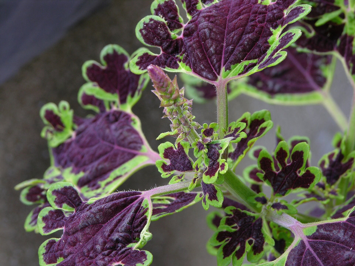 Coleus 'Inky Fingers' bare-root starter plant