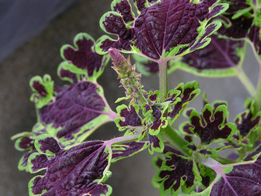Coleus 'Inky Fingers' bare-root starter plant