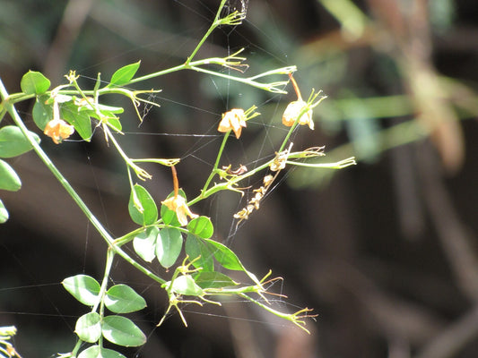 Jasminum grandiflorum 'Poet's Jasmine' bare-root starter plant