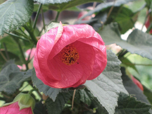 Abutilon 'Pink' (Flowering Maple) live plant for sale