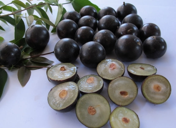 Jaboticaba (Brazilian Grape Tree) live plant ready to ship