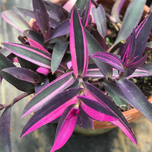Setcreasea 'Variegated' (Purple Heart) bare-root starter plant