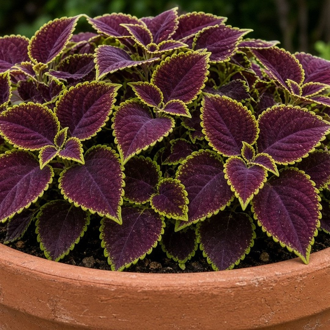 Coleus 'Robyn' live plant for sale