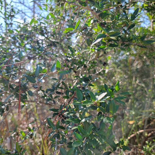 Upright Yaupon Holly live plant for sale