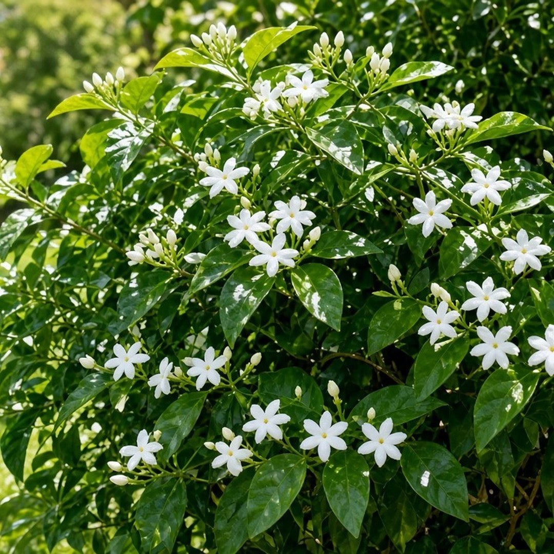 Jasminum sambac 'Mysore Mullai' bare-root starter plant