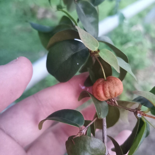 Surinam Cherry bare-root starter plant