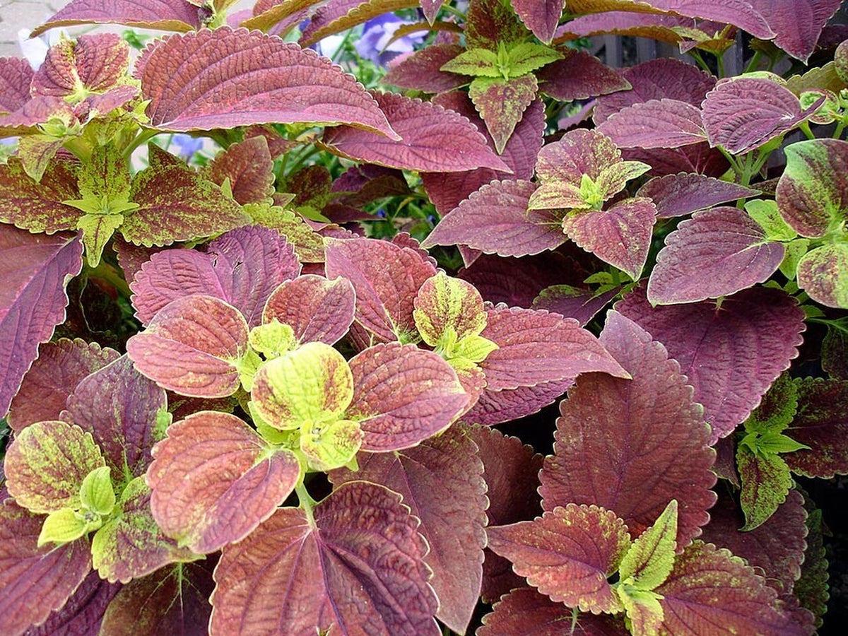 Coleus 'Alabama Sunset' live plant ready to ship