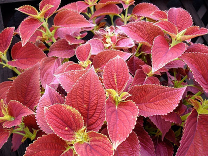 Coleus 'Alabama Sunset' live plant for sale