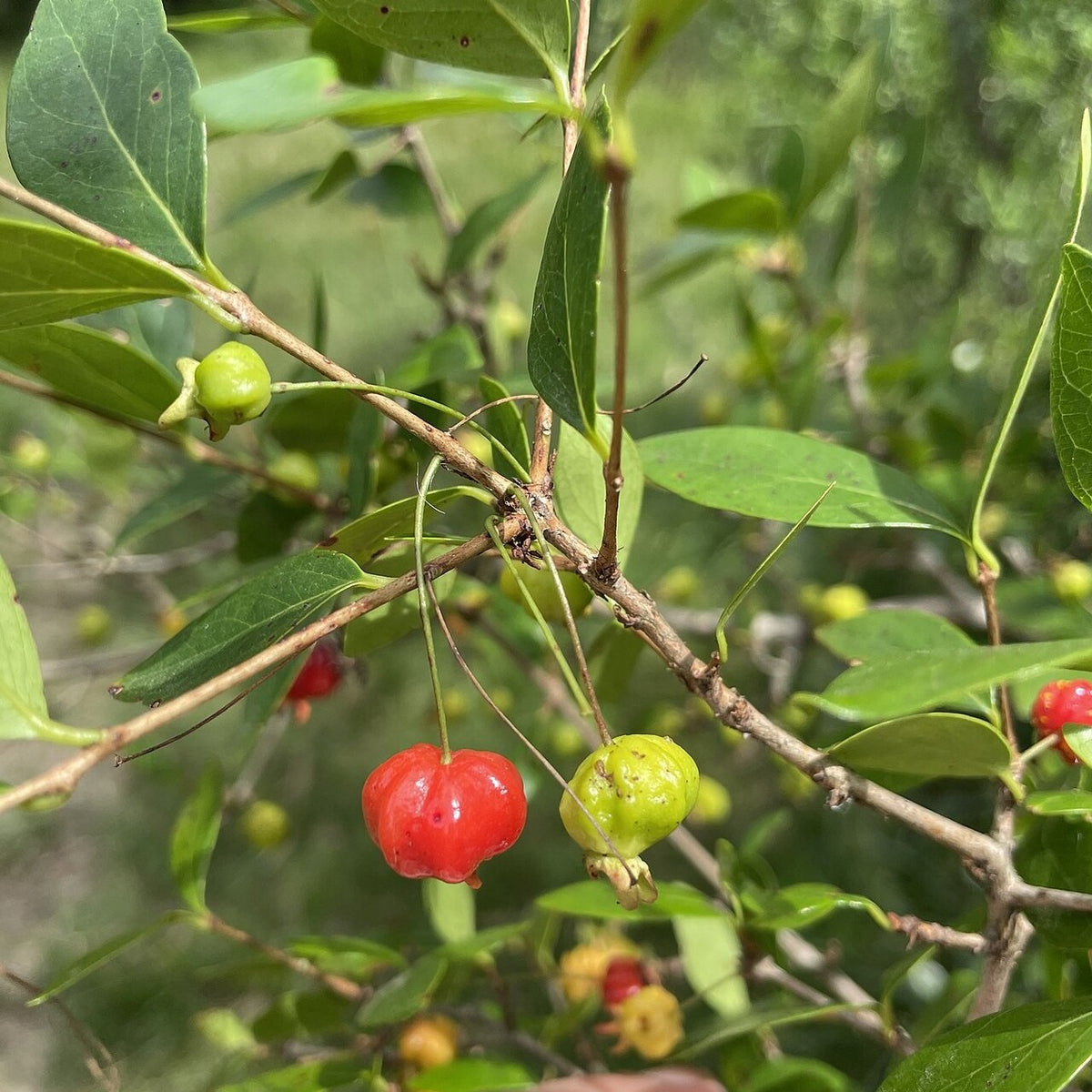 Surinam Cherry live plant for sale
