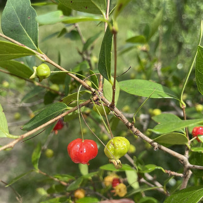 Surinam Cherry live plant for sale