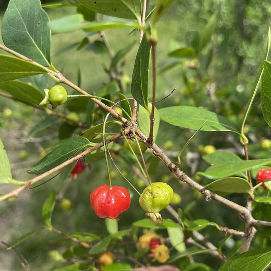 Surinam Cherry live plant for sale