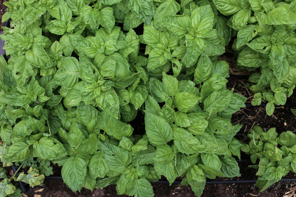 Greek Basil bare-root starter plant