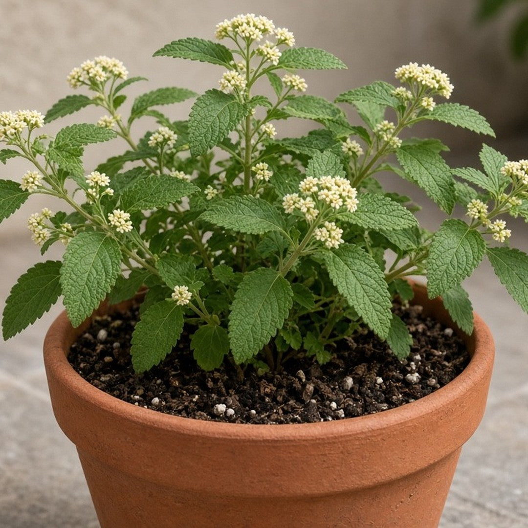 Mexican Dream Herb live plant from Florida Plants Nursery