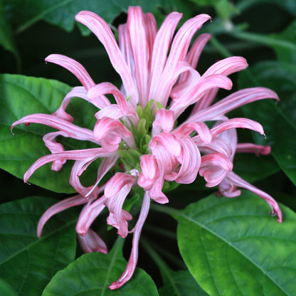 Justicia carnea 'Jacobina Pink' bare-root starter plant