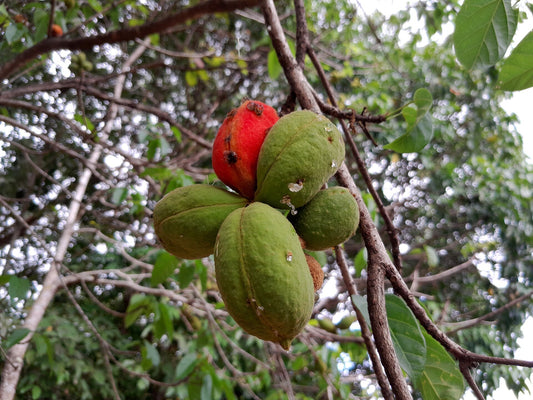 Peanut Tree (Sterculia) bare-root starter plant