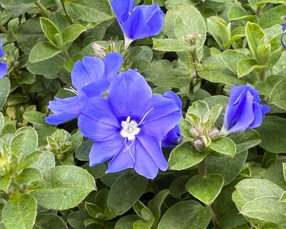 Evolvulus 'Blue Daze' live plant pack of 2