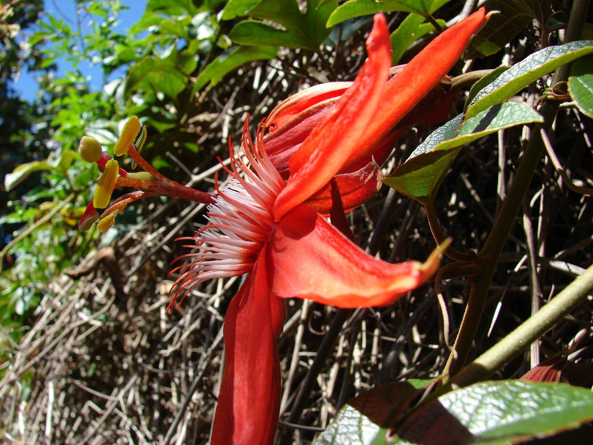 Passiflora vitifolia (Scarlet Passion Flower) live plant ready to ship