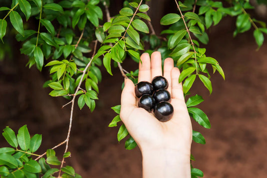 Jaboticaba (Brazilian Grape Tree) bare-root starter plant