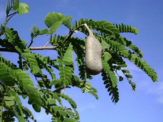 Tamarind Tree live plant for sale
