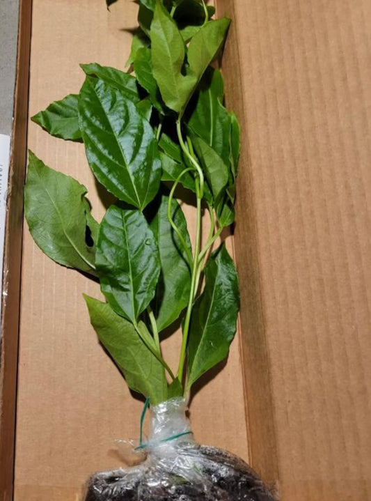Passiflora edulis 'Sweet Sunrise' live plant for sale