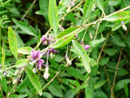 Goji Berry live plant for sale