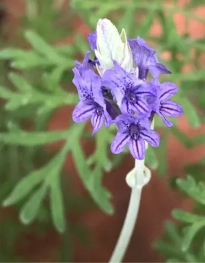Lavender 'Pinnata' (Fernleaf Lavender) bare-root starter plant