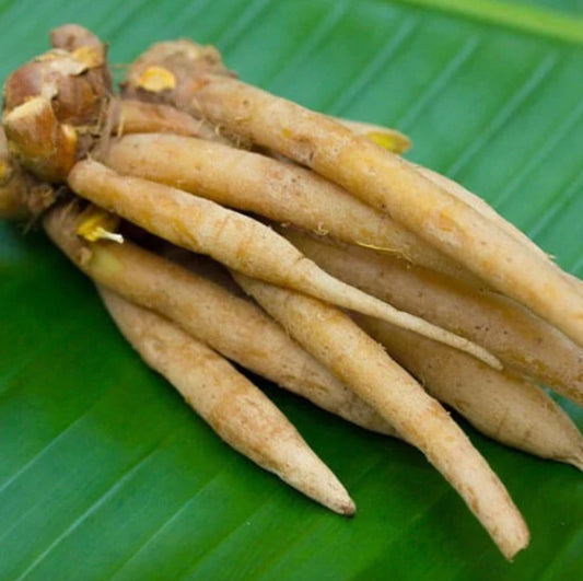 Fingerroot Ginger 'Chinese Key' bare-root starter plant