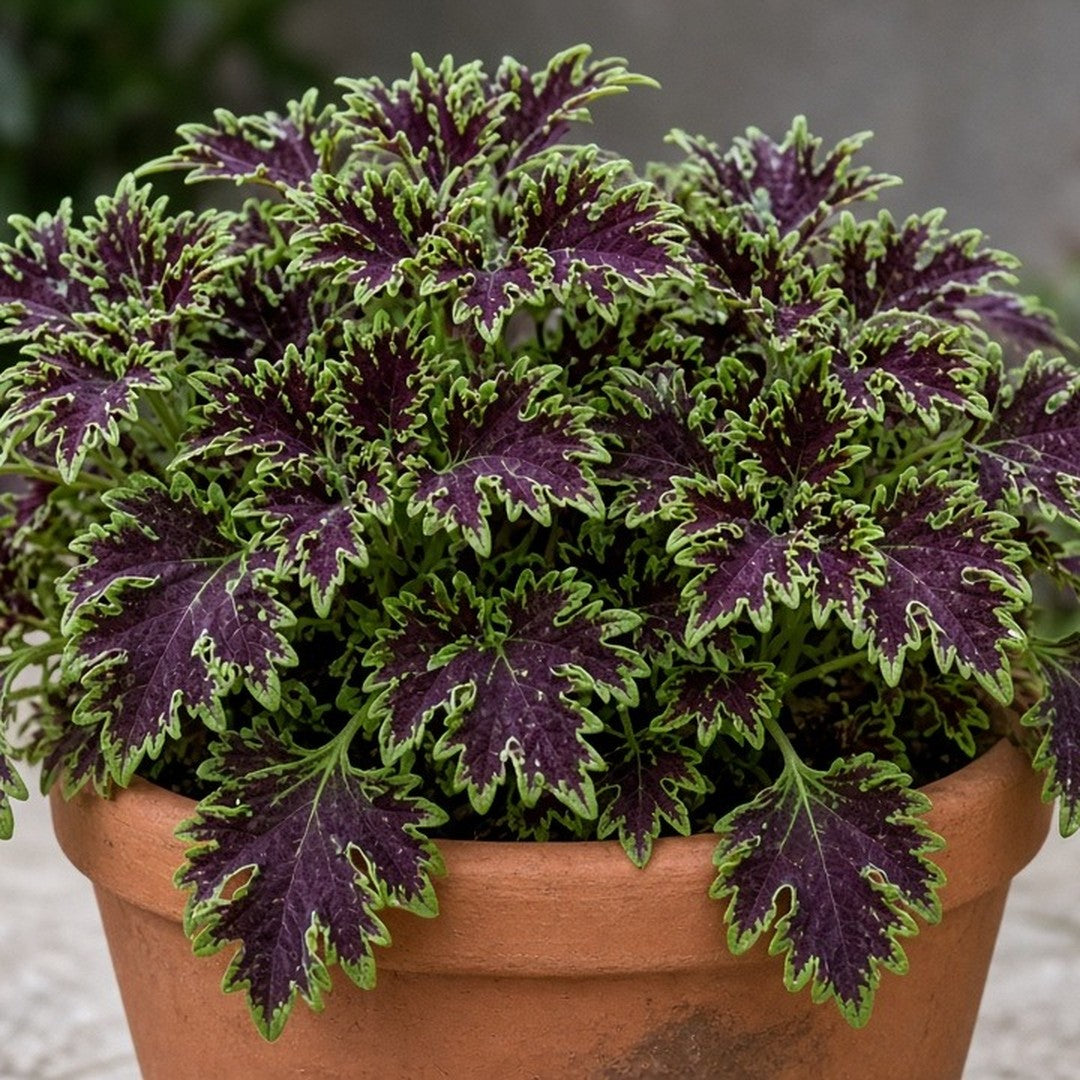 Coleus 'Inky Fingers' live plant for sale