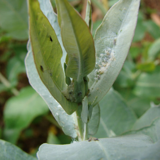 Eugenia 'Globulus' bare-root starter plant