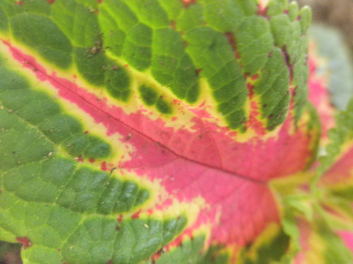Coleus 'Carnival' live plant ready to ship