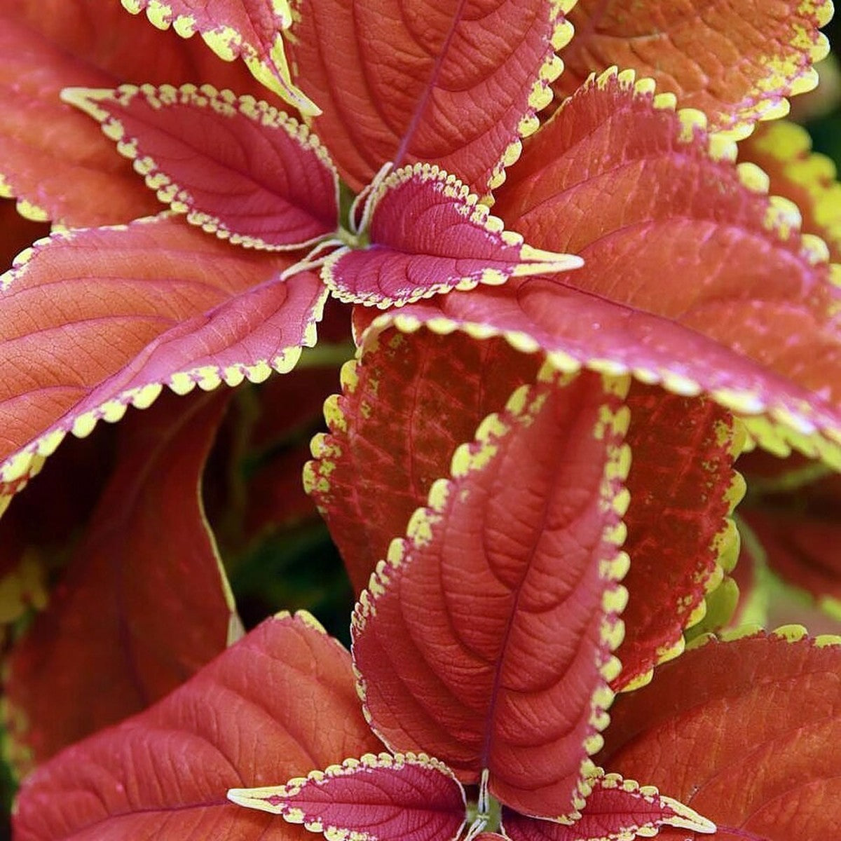 Coleus 'Rustic Orange' live plant from Florida Plants Nursery