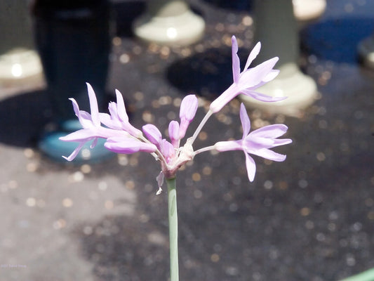 Society Garlic live plant for sale