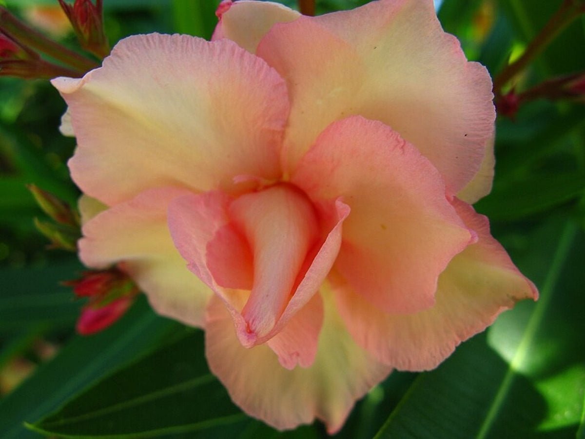 Dwarf Oleander 'Salmon' bare-root starter plant