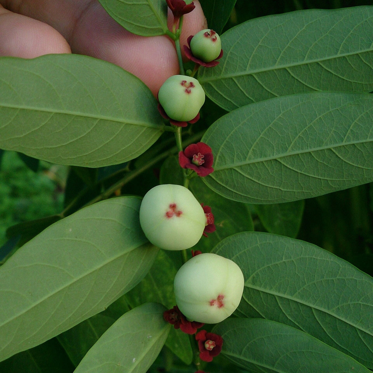 Katuk (Sauropus androgynus) live plant pack of 1